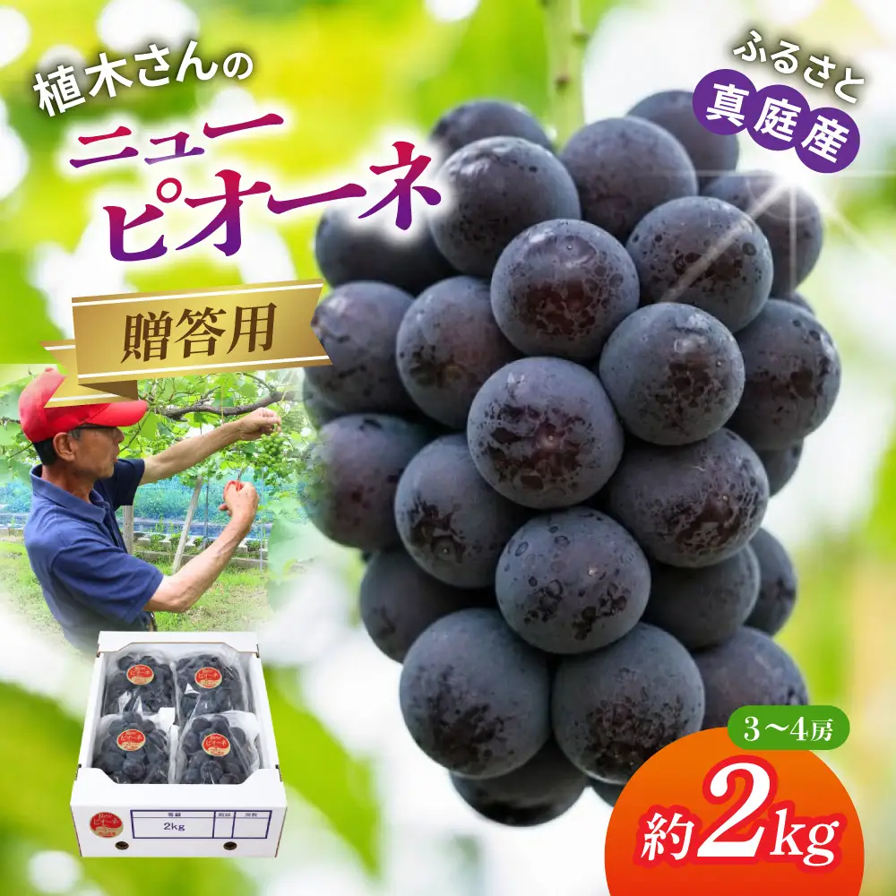 贈答用 岡山県産 ニューピオーネ 約2kg 【beac002-01】