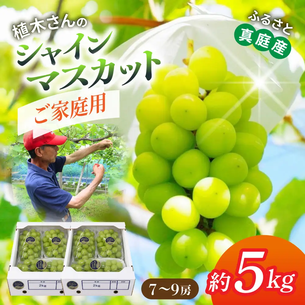 〈ご家庭用〉降水量の少ない岡山の自然がはぐくむシャインマスカット「晴天ぶどう」 約5kg （7～9房）【beac003-01】