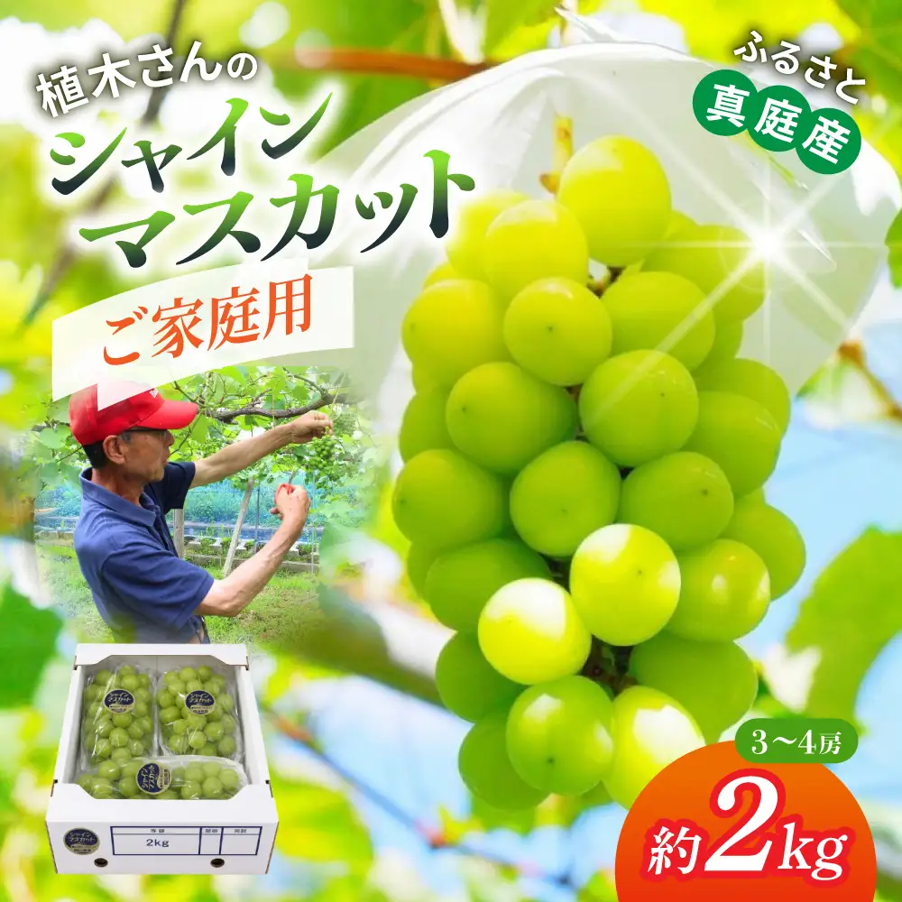 〈ご家庭用〉降水量の少ない岡山の自然がはぐくむシャインマスカット「晴天ぶどう」 約2kg （3～4房）【beac005-01】