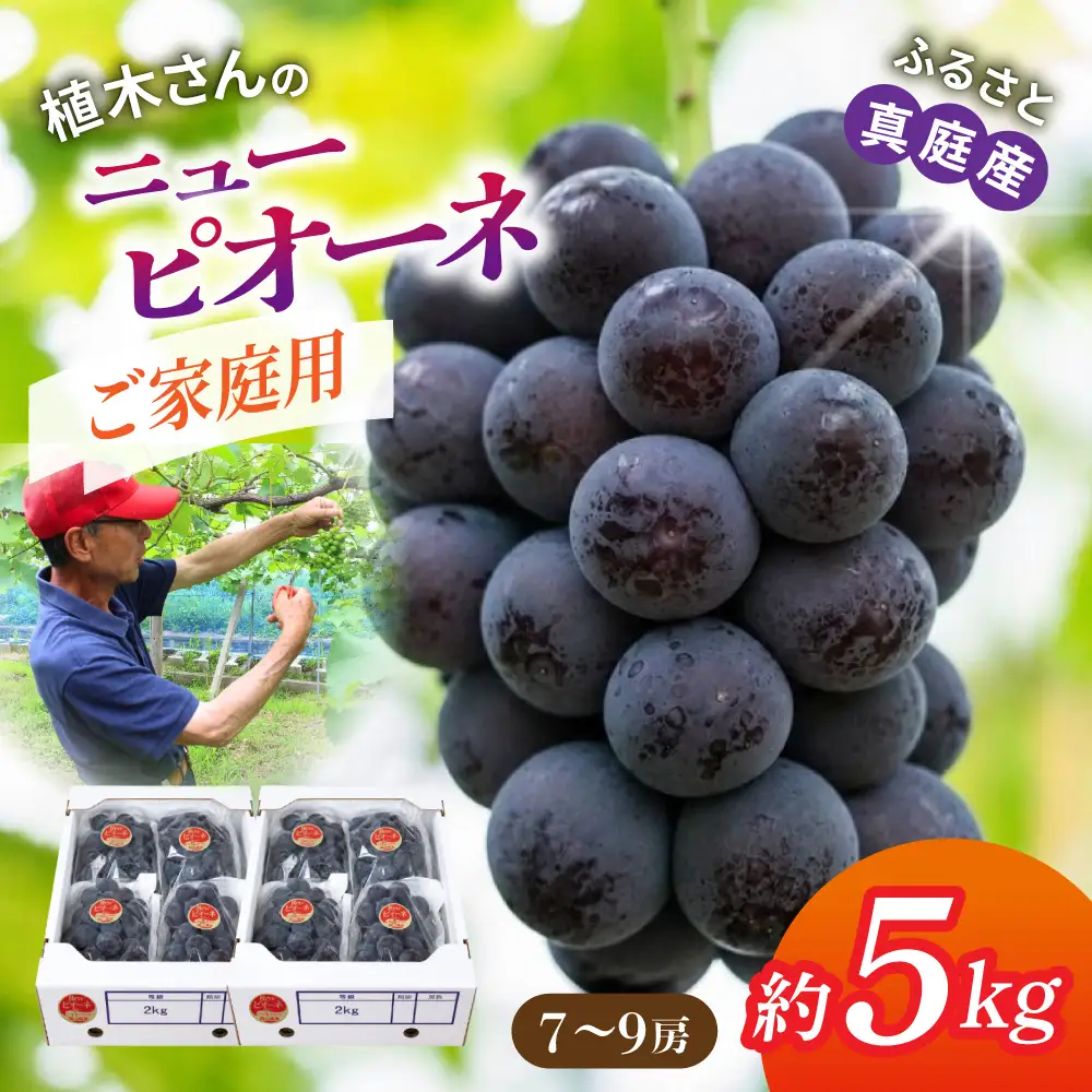 〈ご家庭用〉植木さんのニューピオーネ 約5kg 7～9房 【beac004-01】