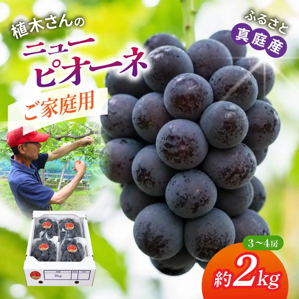 〈ご家庭用〉植木さんのニューピオーネ 約2kg （3～4房）【beac006-01】