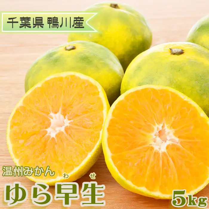 【鴨川の柑橘】じゅわっと甘い 極早生 温州みかん『ゆら早生』５kg 《数量限定》《先行予約》《11月発送》みかん 早生みかん 国産 産地直送 甘い 果汁 薄皮 小粒 濃厚 初物 旬 フルーツ 果物 鴨川 千葉県 鴨川市[古泉農園][0012-0089]