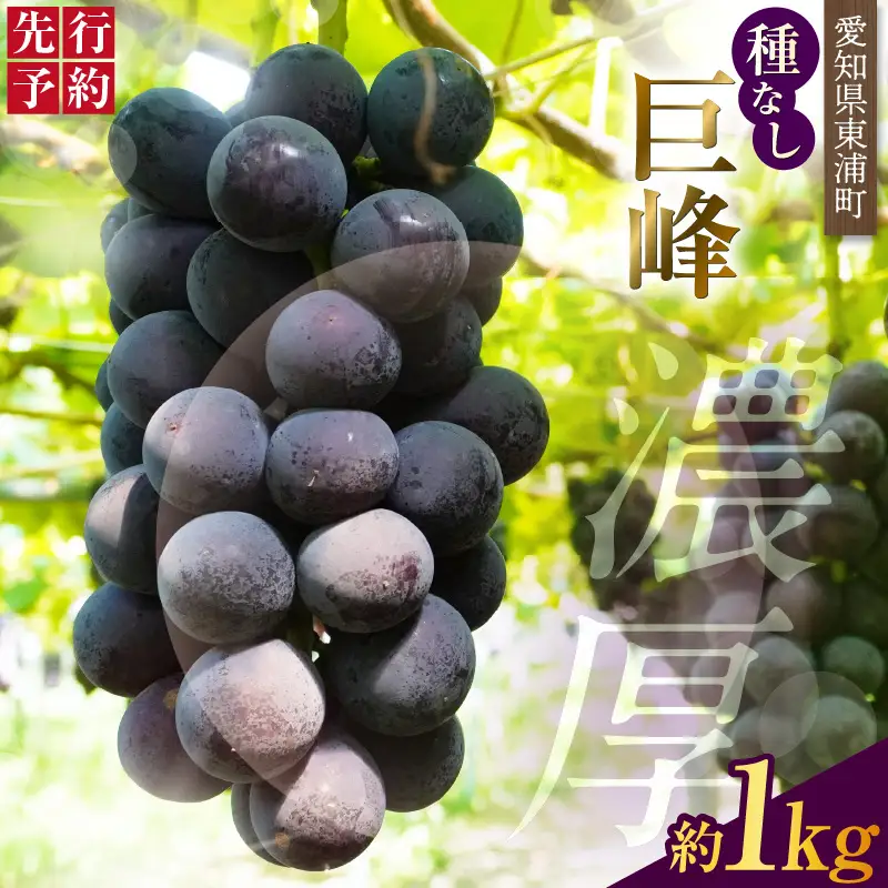 【先行予約】【2026年8月発送】東浦町産 種なし巨峰（約1kg）