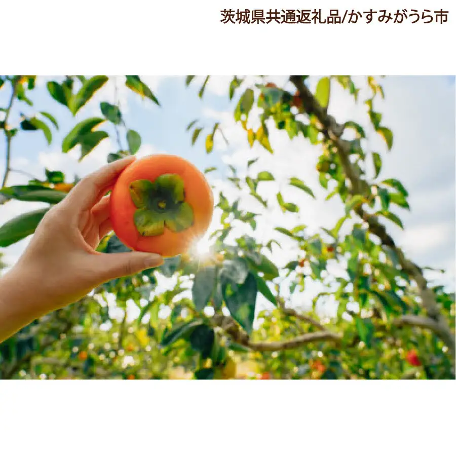 柿 3.5kg 果物 フルーツ くだもの 1箱 かき カキ 秋 旬 果汁 甘み 大粒 茨城県産 期間限定 数量限定 【茨城県共通返礼品/かすみがうら市】（107-07）