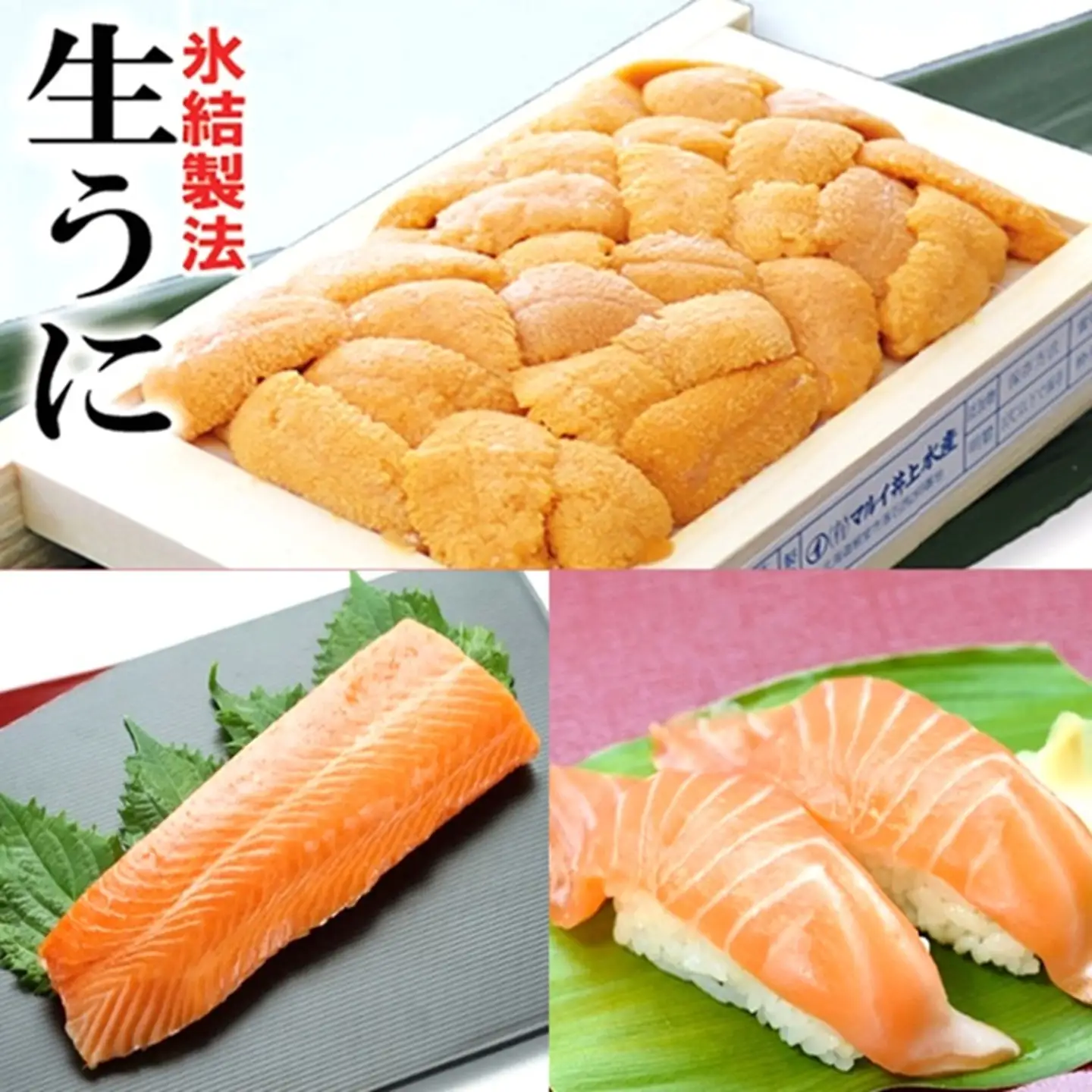 冷凍エゾバフンウニ約60～70g×1折(赤系)・お刺身サーモン300g～500g(1～3本)[11月中旬以降発送] B-71032