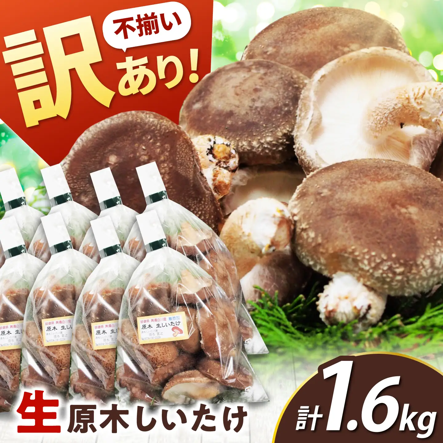 【訳あり】不揃い 原木しいたけ 1.6kg（200g×8袋）清水しいたけ園[AWAY004]訳ありシイタケ