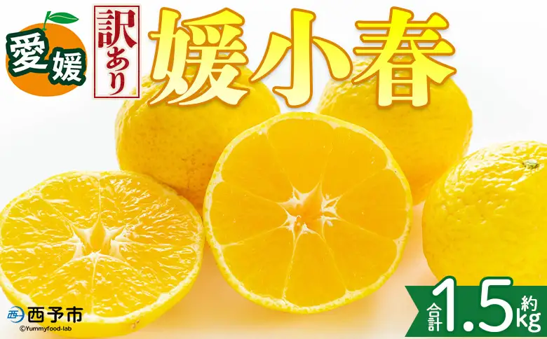 ＜【訳あり】愛媛県産 媛小春 約1.5kg＞『2027年2月上旬～3月下旬迄順次発送予定』わけあり 訳アリ 希少品種 ひめこはる 高級柑橘 みかん 蜜柑 果物 くだもの フルーツ ミカン 果汁 国産 特産品 株式会社三代目みかん職人 愛媛 西予市【冷蔵】OSM0007