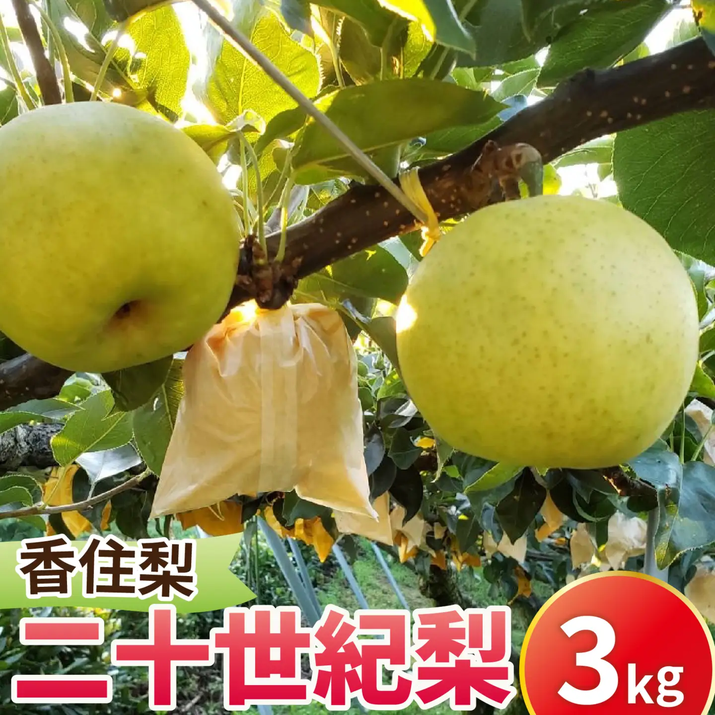 【先行予約】二十世紀梨（香住梨） 3kg ※2026年9月より順次発送 