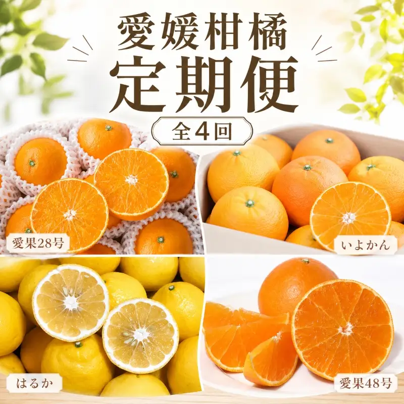 柑橘 定期便 【全4回】 愛媛柑橘定期便 【2026年11月下旬頃順次発送】 | あいか いよかん はるか みかん 紅まどんな と同品種 紅プリンセス と同品種 定期便 お楽しみ 旬 フルーツ 果物 定期便 果物 愛媛県 松山市【HMN019】
