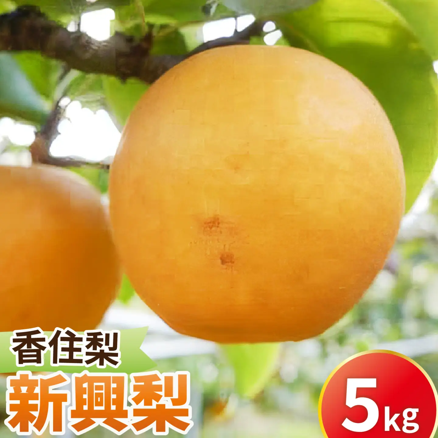 【先行予約】新興梨 (香住梨) 5kg  ※2026年10月15日より順次発送