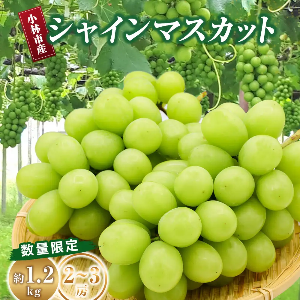 シャインマスカット 1.2kg 農家直送 ぶどう 葡萄 