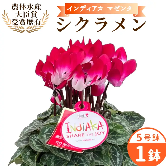 《予約品》シクラメン インディカ 色：マゼンタ 農林水産大臣賞受賞歴あり 愛知県産 シクラメン ５号鉢 花 プレゼント 贈り物 鉢花 鉢 ガーデン ガーデニング 愛知県産 クリスマス  -270