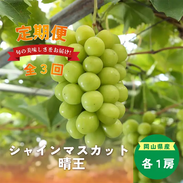 岡山県産 シャインマスカット『晴王』定期便 全3回