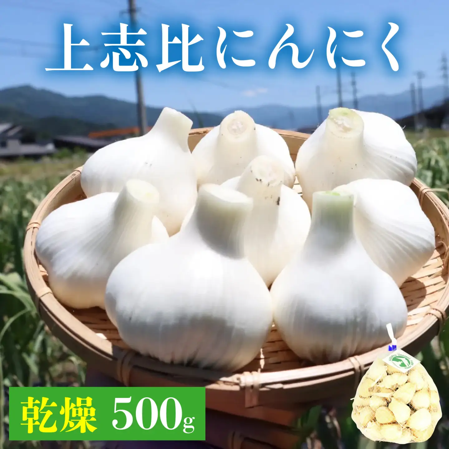 永平寺町産 乾燥 上志比にんにく 500g ニンニク ホワイト 国産