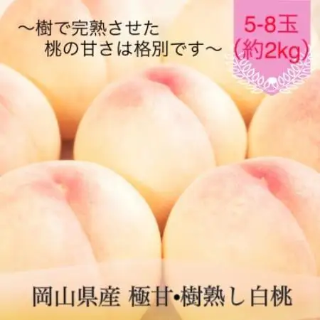 【2027年発送】岡山県産 極甘・樹熟し白桃 5-8玉(約2kg) 化粧箱入り【配送不可地域：離島】【1740177】