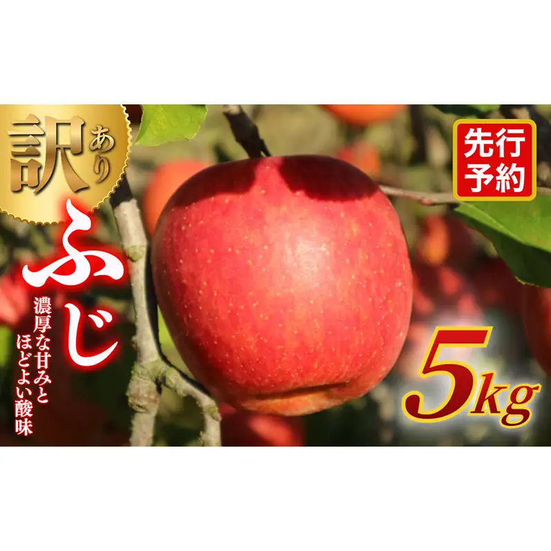 【★先行予約】【訳あり】長野県産りんご（サンふじ）5kg 家庭用 見た目にワケあり 味はそのまま 林檎 果物 長野県 上田 信州