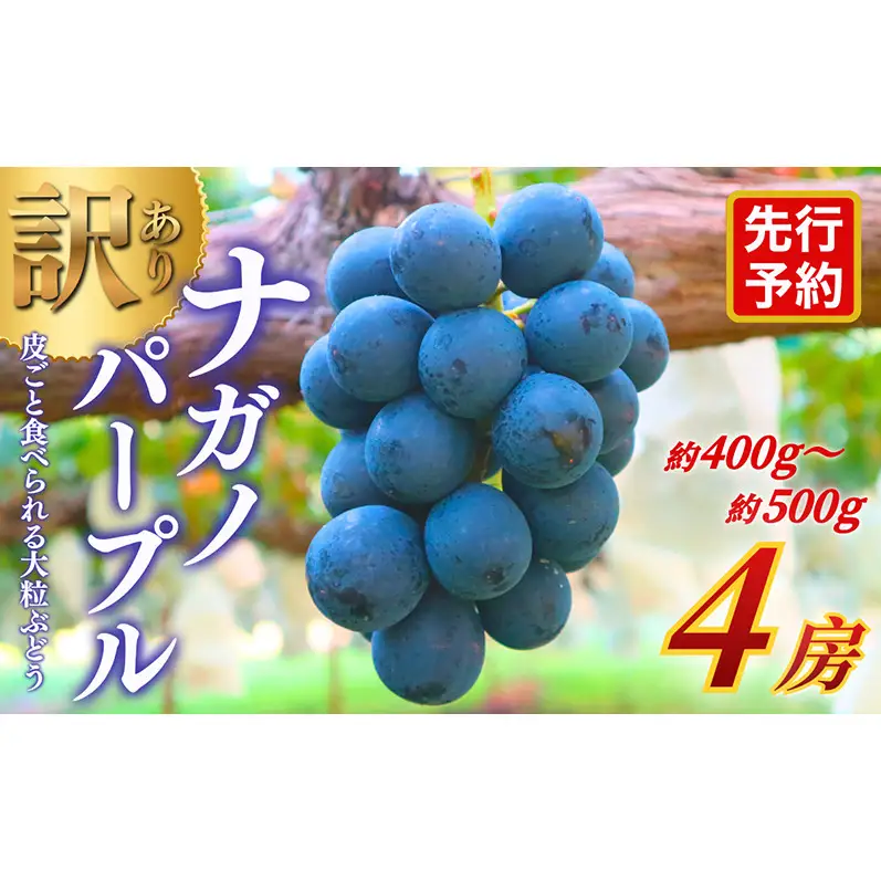 【★先行予約】【訳あり】長野県産ナガノパープル 約400～500g×4房 見た目にワケあり 味はそのまま 一粒が大きい 果物 旬のフルーツ 長野県 上田 信州