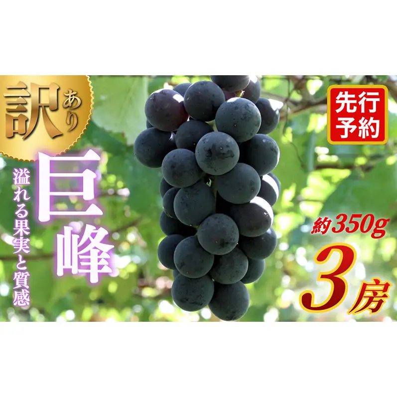 【★先行予約】【訳あり】長野県産巨峰 約350g×3房 見た目にワケあり 味はそのまま ぶどう ブドウ 果物 旬のフルーツ 長野県 上田 信州