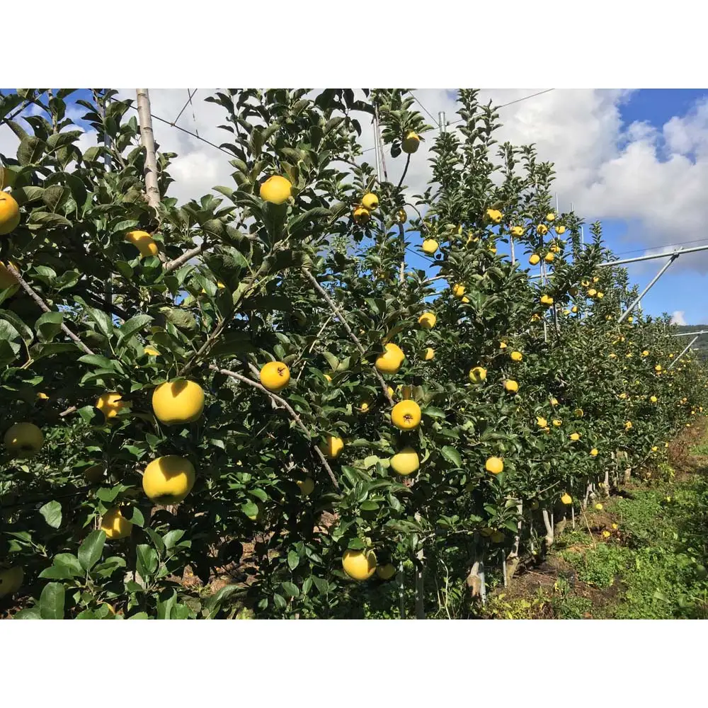 長野市産シナノゴールド訳あり家庭用2kg｜産地よりお届け濃厚りんご シナノゴールド