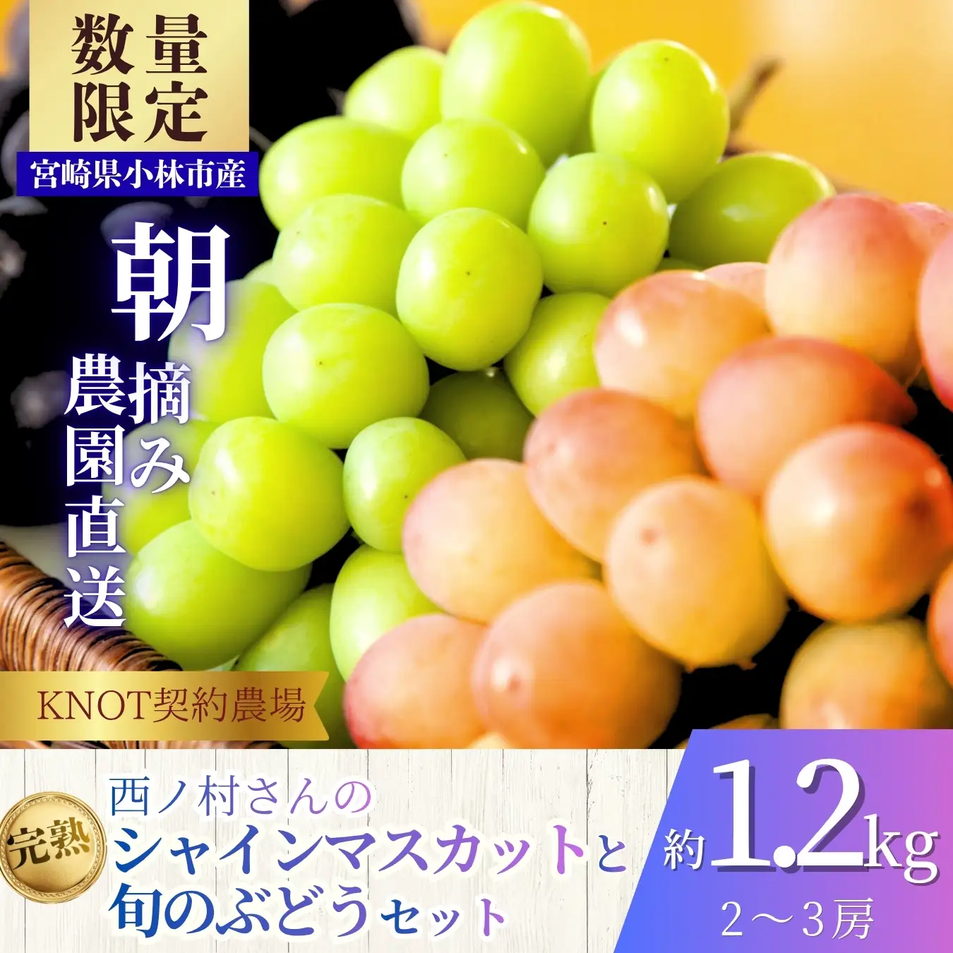 完熟たわわシャインマスカットと旬ぶどうセット1.2kg（2～3房）（フルーツ ぶどう シャインマスカット 贈答用 産地直送 契約農場 おすすめ ふるさと 宮崎)