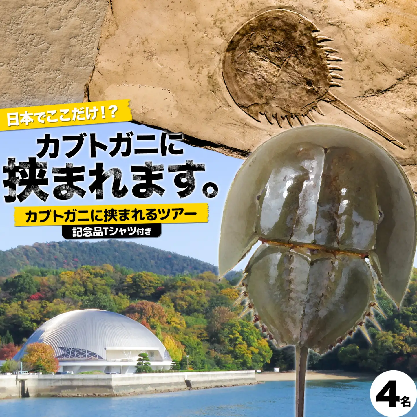 カブトガニに挟まれるツアー 記念品Tシャツ付き 4名 カブトガニ博物館