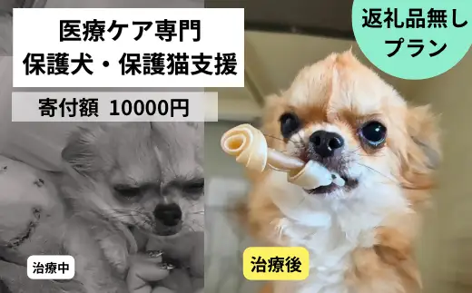 DQ-004_保護犬・保護猫支援！　10,000円コース（返礼品無し）