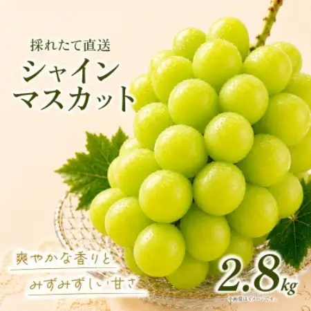 シャインマスカット 約2.8kg (4房)【2026年発送】茨城県産フルーツ 人気のぶどう【配送不可地域：離島・沖縄県】【1751121】