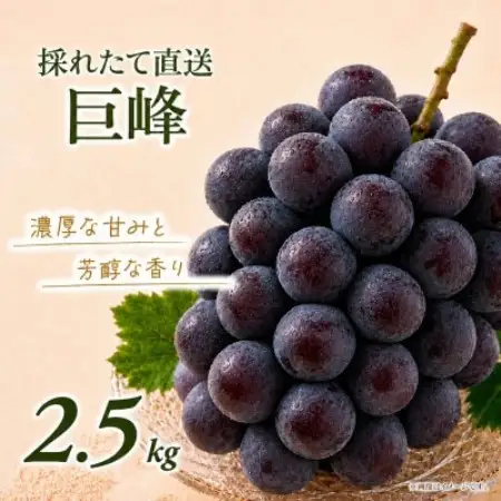 訳あり 巨峰 約2.5kg【2026年発送】茨城県産フルーツ 人気のぶどう【配送不可地域：離島・沖縄県】【1751123】