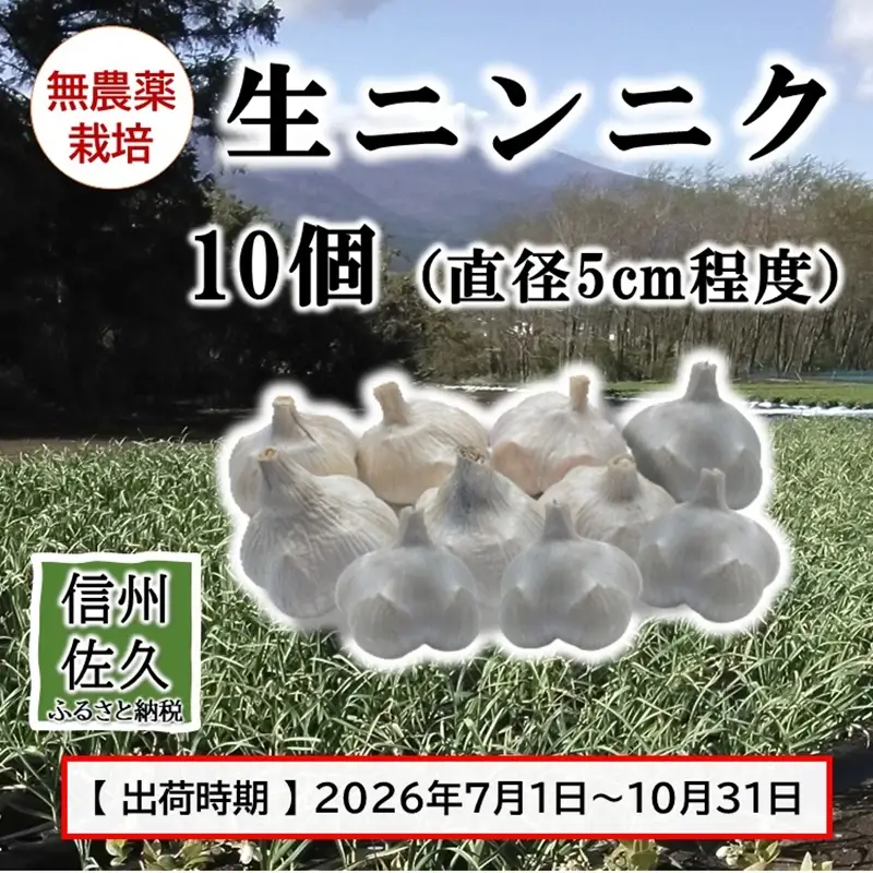 生ニンニク 10個 （直径5cm程度） （2026年7月～10月出荷／沖縄・離島は配送不可） にんにく　ガーリック　最高級ホワイト六片種　無農薬　長野県　佐久市　旬彩　国産　信州