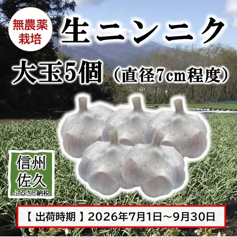 【数量限定】生ニンニク大玉5個 （直径7cm程度）（2026年7月～9月出荷／沖縄・離島は配送不可）にんにく　ガーリック　最高級ホワイト六片種　無農薬　長野県　佐久市　旬彩　国産　信州