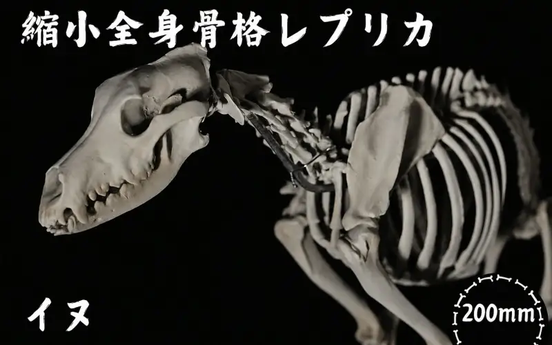 全身 骨格 レプリカ イヌ 縮小 / 標本 コレクション プラモデル 動物 犬 フィギュア インテリア 模型 動物 博物館 頭蓋骨 ミニチュア 3D プリント【anf949-shk-inu】