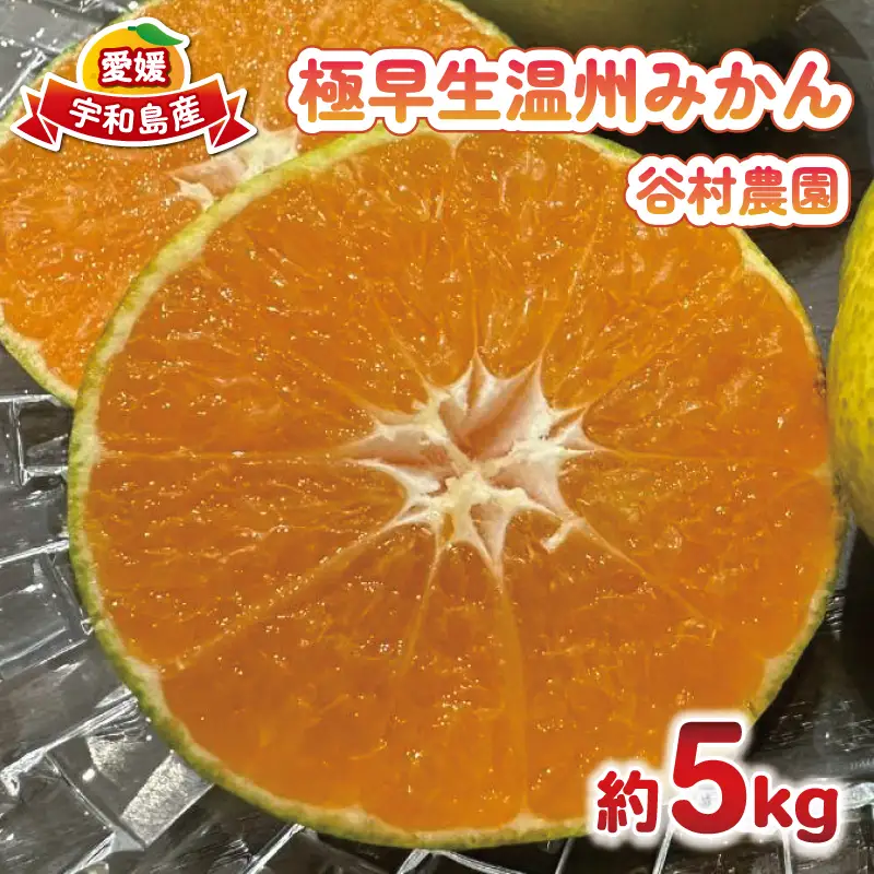 温州 極早生 5kg 谷村農園 温州 B016-201003