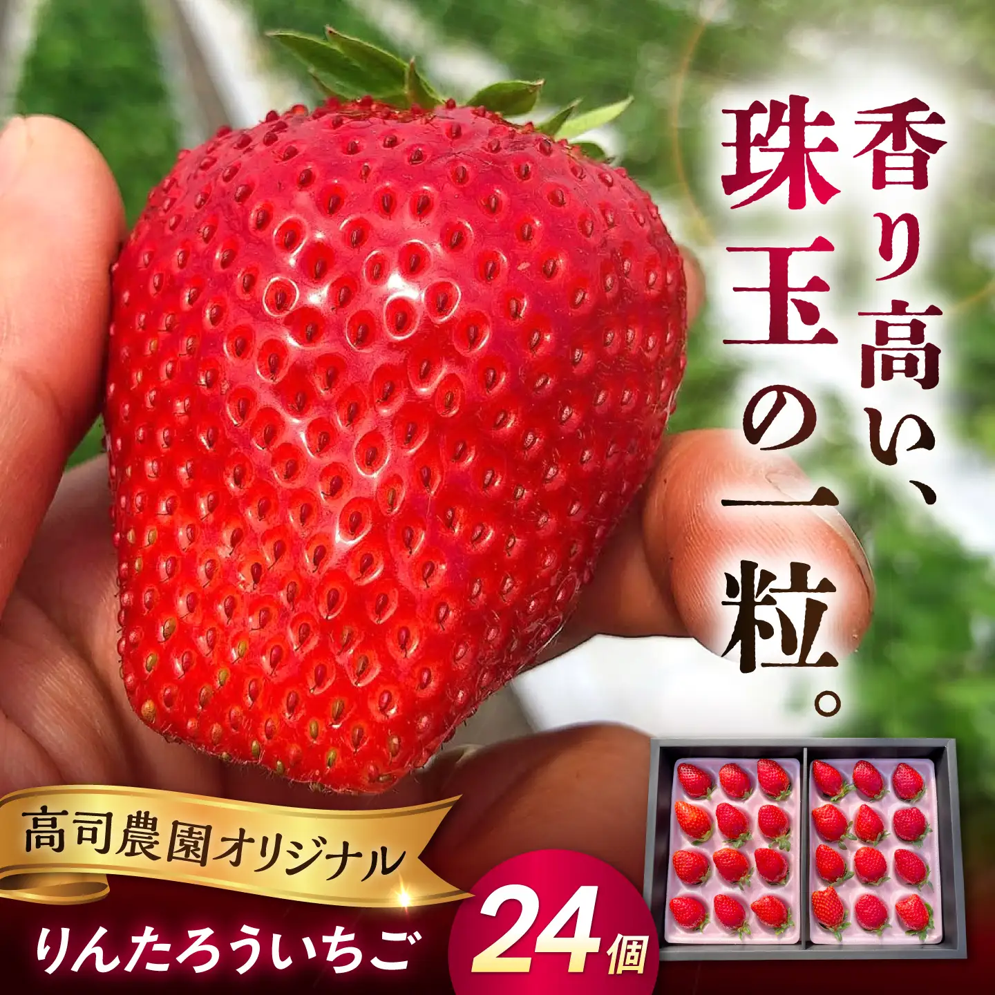 【先行予約】【2027年1月下旬発送開始】りんたろういちご 24個(500g程度) / 苺 ストロベリー フルーツ 果物 くだもの 青果【有限会社 高司農園】[AYDO002]