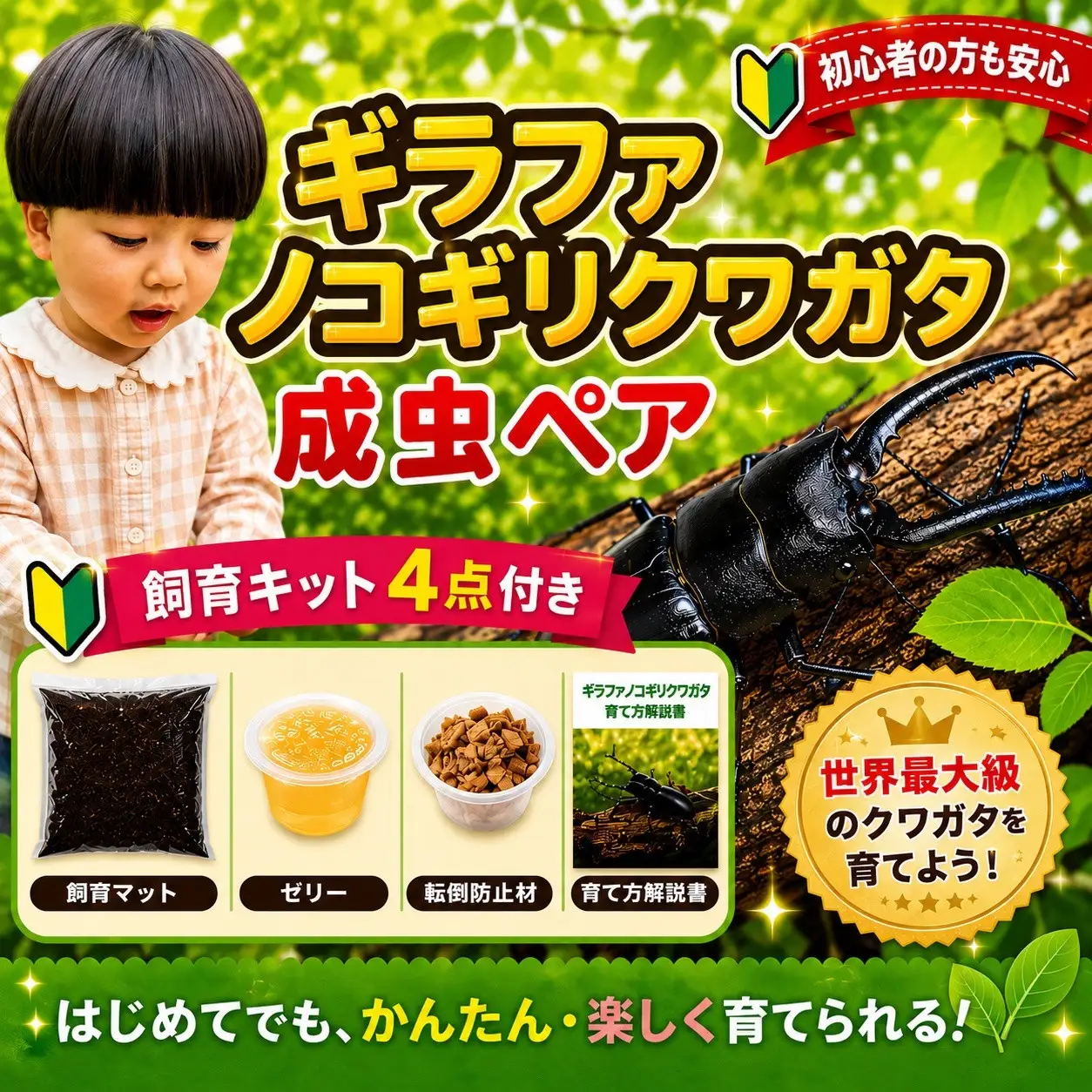 【虹色Farm】ギラファノコギリクワガタ 成虫ペア ～初心者の方も安心！飼育キット4点付(育て方解説書・転倒防止材・ゼリー・飼育マット)～｜京都 クワガタ 人気