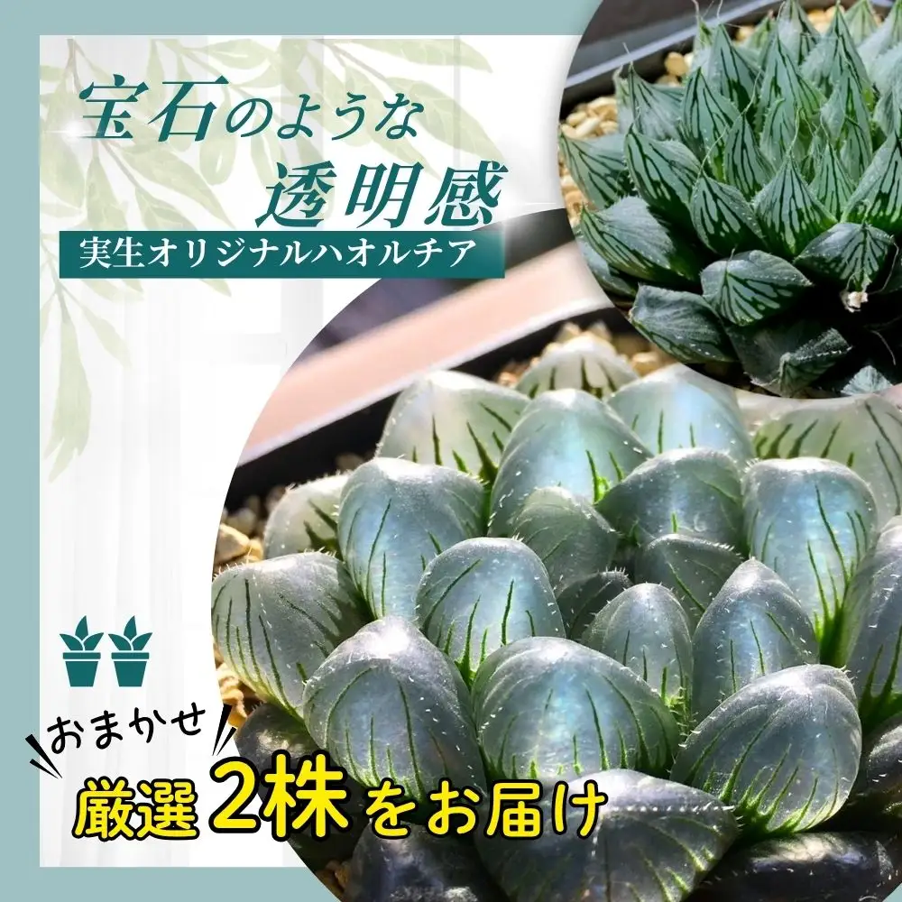 特選美種：多肉植物 ハオルチア 実生オリジナル苗 おまかせ2種【埼玉県 春日部市 観葉 緑化 卓上装飾 園芸用品種 セレクト 希少株 自宅用 ギフト】（DM002）