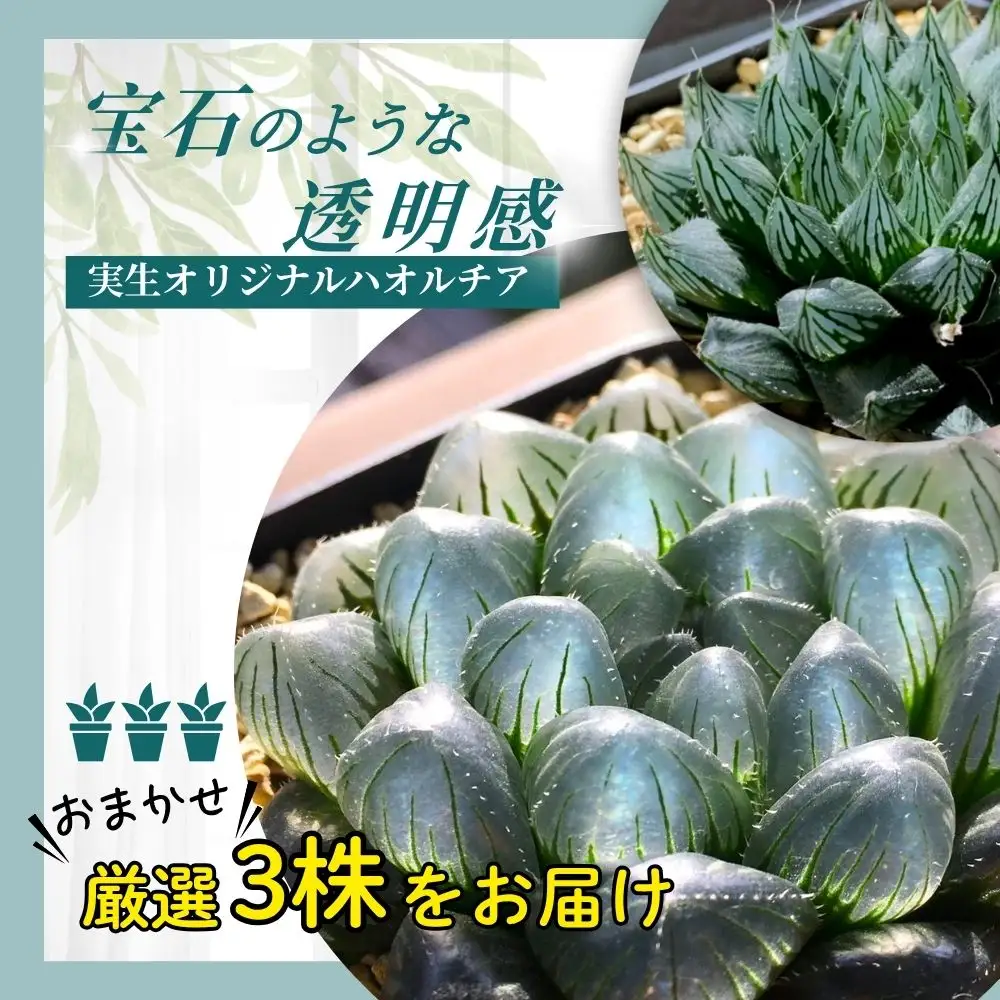 特選美種：多肉植物 ハオルチア 実生オリジナル苗 おまかせ3種【埼玉県 春日部市 観葉 飾り用  室内向け コレクター 趣味園芸 希少カテゴリー 選定株 贈答品 家庭鑑賞】（DM003）