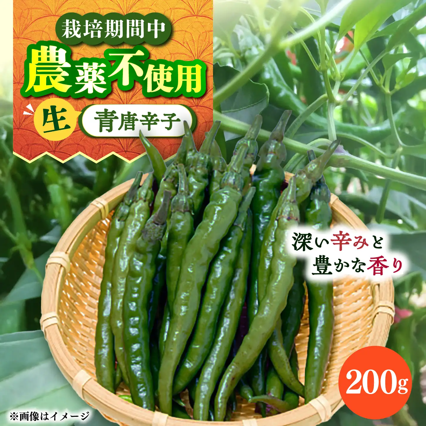 【栽培期間中農薬不使用】青唐辛子 フレッシュ 200g  大村市 たぬき池自然農園/ 唐辛子 生唐辛子 トウガラシ とうがらし[ACCJ005]