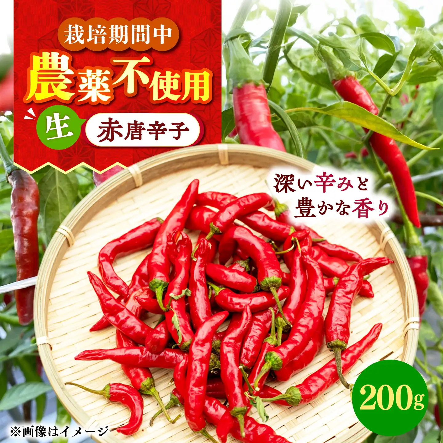 【栽培期間中農薬不使用】赤唐辛子 フレッシュ 200g 大村市 たぬき池自然農園/ 唐辛子 生唐辛子 トウガラシ とうがらし[ACCJ006]