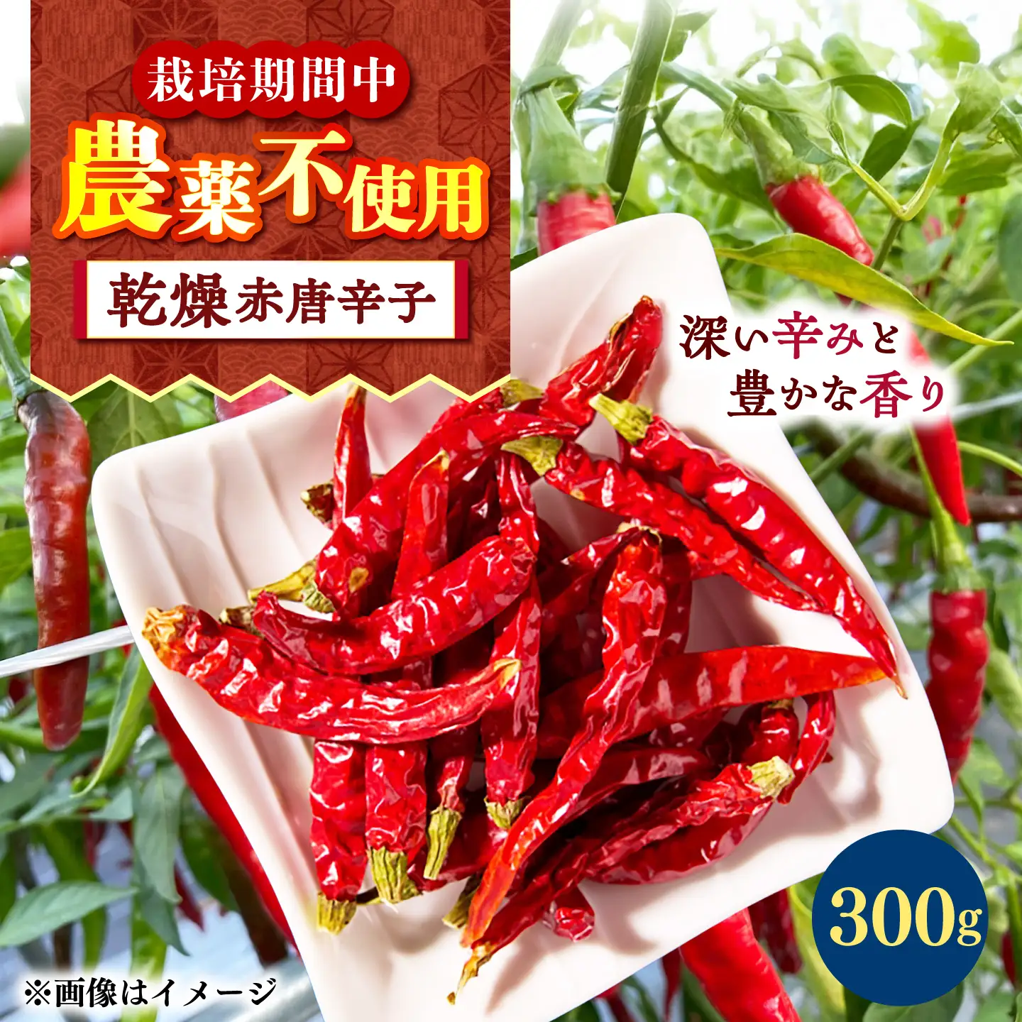 【栽培期間中農薬不使用】 乾燥赤唐辛子 300g 大村市 たぬき池自然農園/ 唐辛子 乾燥唐辛子 トウガラシ とうがらし[ACCJ007]