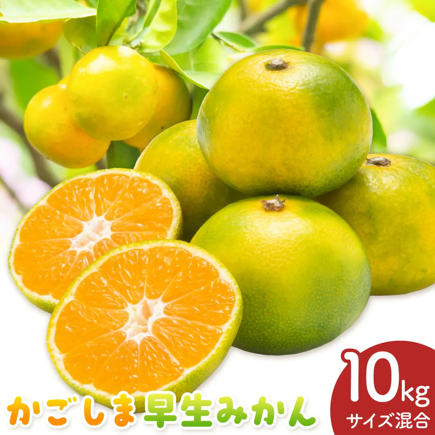 かごしま早生みかん L LL サイズ混合 10kg 田野農園《10月中旬-1月中旬頃出荷》鹿児島県 さつま町