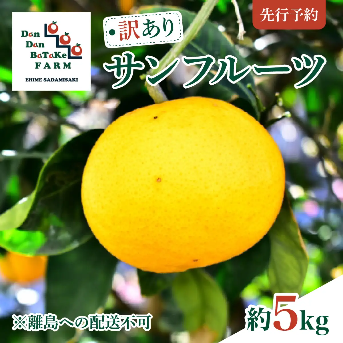 【先行予約】【訳あり】新甘夏 サンフルーツ 約5kg |柑橘 みかん 果物 フルーツ 愛媛県産 西宇和産 農家直送 ※離島への配送不可　※2027年3月中旬より順次発送予定 IKTAU017