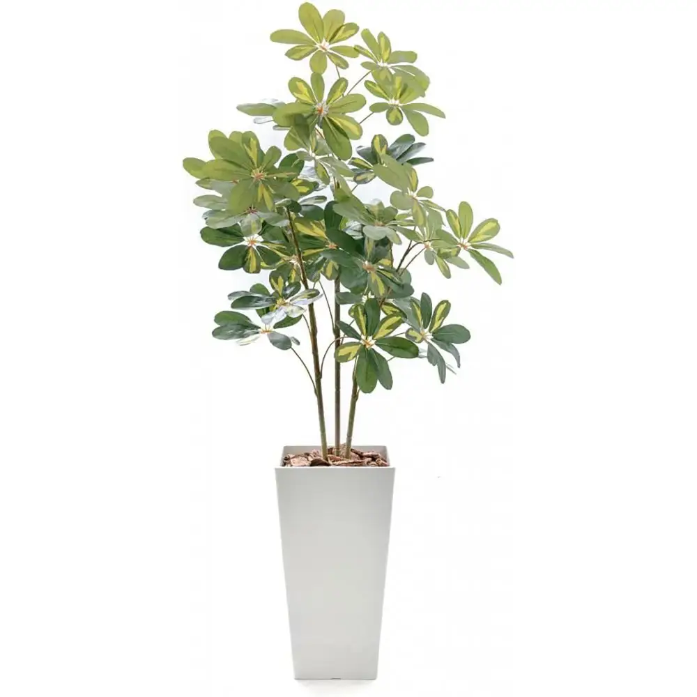 人工観葉植物 カポック斑入り 140cm 樹脂鉢Lサイズ白 SC触媒加工済