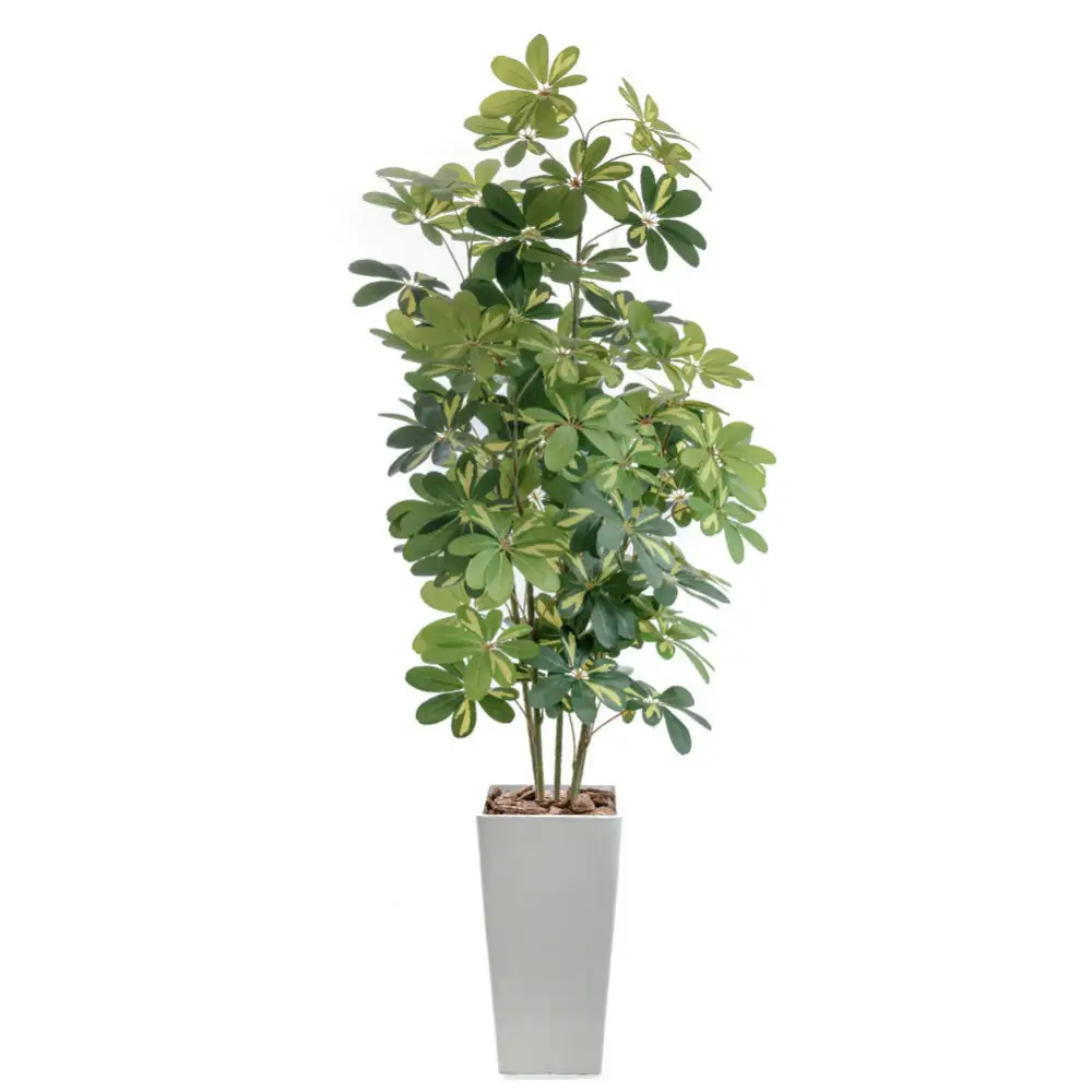 人工観葉植物 カポック斑入り 185cm 樹脂鉢Lサイズ白 SC触媒加工済