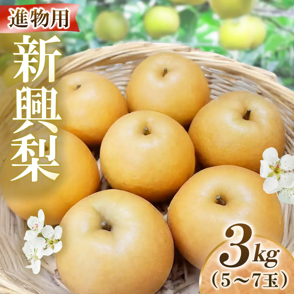 新興梨【進物】3kg（岸田秀果園） 鳥取 梨 なし ナシ 果物 フルーツ 和梨 新興梨 しんこうなし 人気 進物 贈答用
