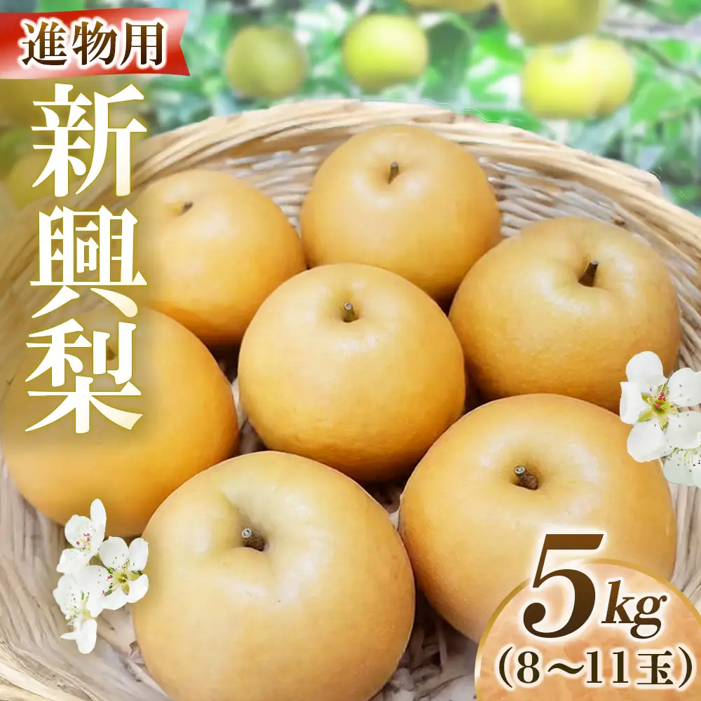 新興梨【進物】5kg（岸田秀果園） 鳥取 梨 なし ナシ 果物 フルーツ 和梨 新興梨 しんこうなし 人気 進物 贈答用