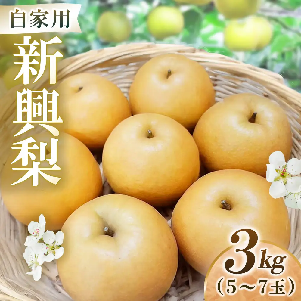 新興梨【自家用】3kg（岸田秀果園） 鳥取 梨 なし ナシ 果物 フルーツ 和梨 新興梨 しんこうなし 人気 自家用 産地直送