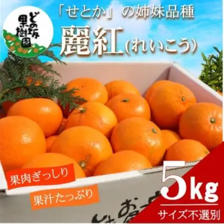 「濃厚柑橘」せとかの姉妹品種「麗紅(れいこう)」 約5kg(サイズ不選別)【2027年2月以降発送】【配送不可地域：離島・北海道・沖縄県】【1752418】