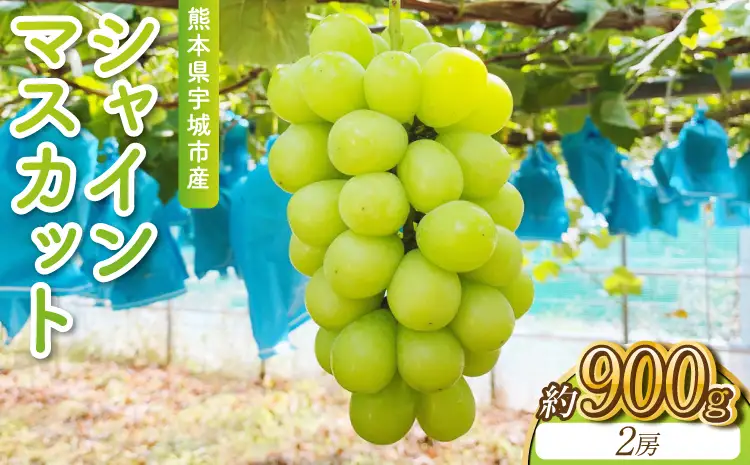 先行予約 宇城市産 シャインマスカット 約900g 2房 【2026年8月下旬～9月下旬頃順次発送予定】