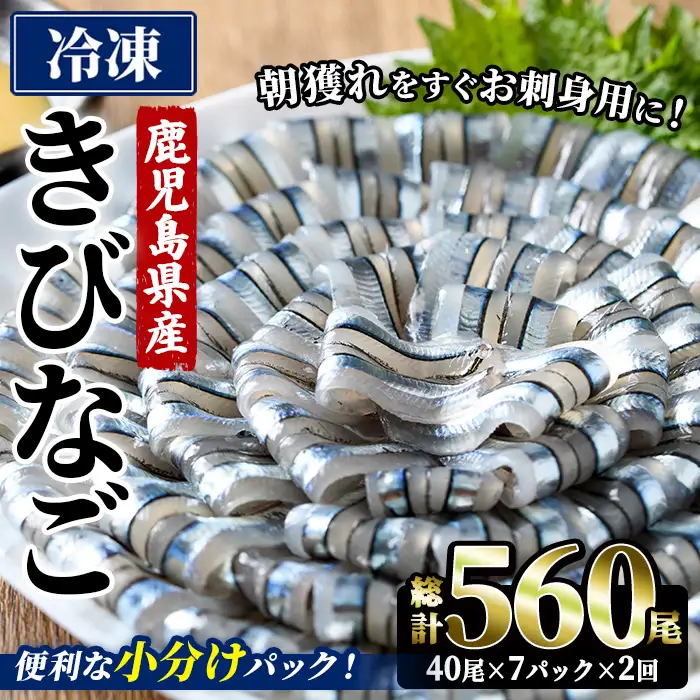＜2回定期便＞鹿児島県産！阿久根のきびなごお刺身セット (計560尾・40尾×7パック×2回) 冷凍 魚介類 海鮮 魚 きびなご キビナゴ 刺身 さしみ 刺し身 青魚 子魚 小分け 定期便 阿久根市産 国産 【椎木水産】akn054-17
