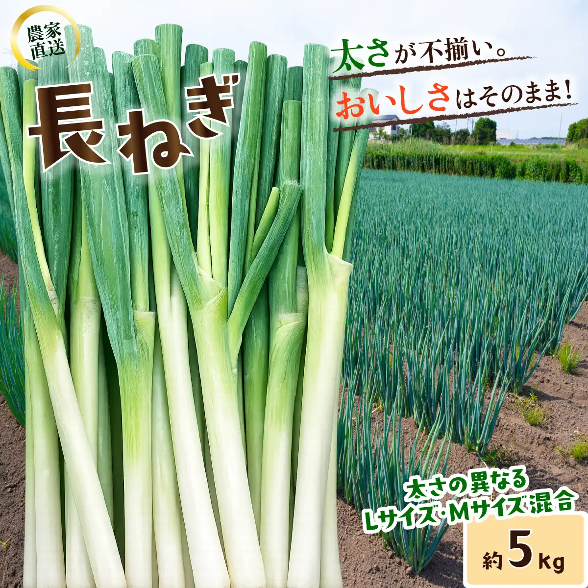 長ねぎ 約5kg 長ネギ 白ねぎ 白ネギ